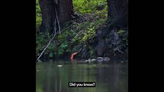 Amazing Beaver Facts: Nature's Builders 🌿🌲🦫 #shorts