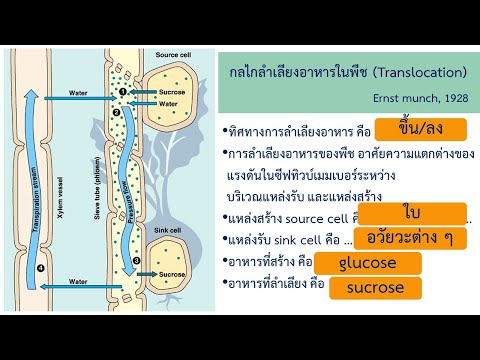 การลำเลียงอาหารของพืช Translocation | EP. 3 | ชีววิทยา 3 | Anchan__