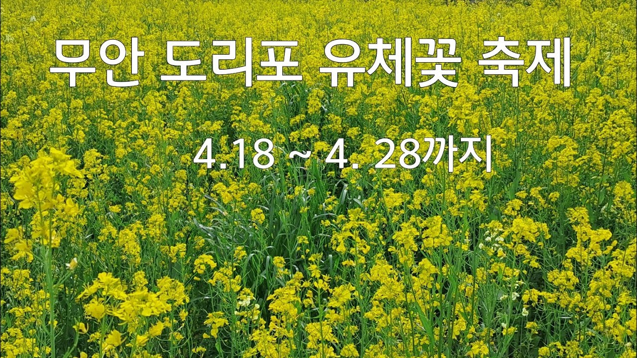 전남 무안 도리포 유체꽃 축제 4.19 ~28까지 합니다 주소: 도리포항 - YouTube