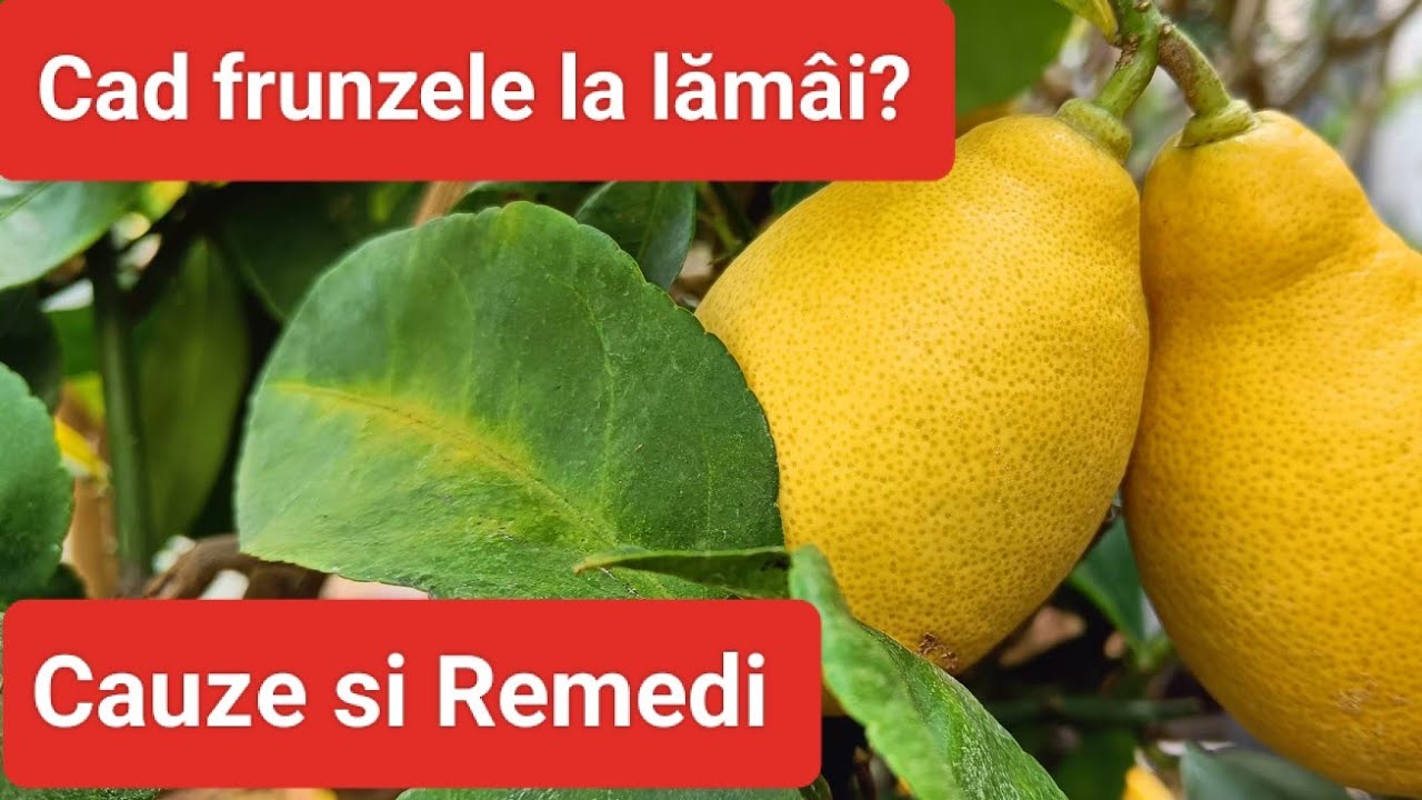 De ce cad frunzele la lămâi? cauze și remedii