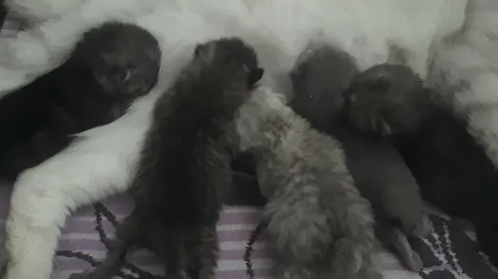 Watch the video about British Shorthair with Scottish Fold Babies Part 6