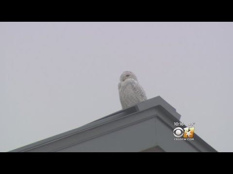Rare Snowy Owl