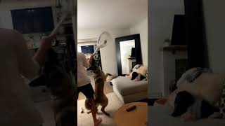 Man Catches Bird With Lacrosse Stick After it Flies Into Home by Storyful Viral 658 views 5 days ago 1 minute, 3 seconds