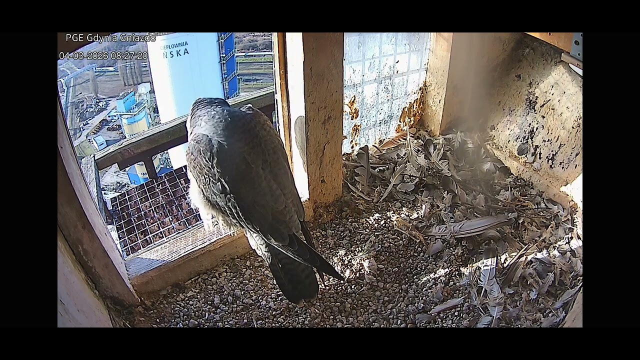 Gdynia _04.03.2026_ 🍀7AN🍀 🍀STER🌹PIERWSZY RAZ odkąd gniazdo w Rafinerii bez podglądu