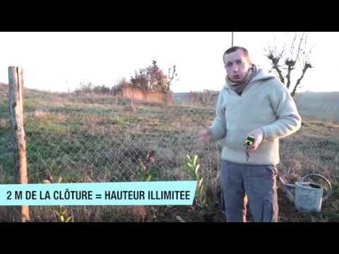Vidéo: À quelle distance dois-je planter des cèdres?