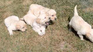 Chiots golden retriever LOF 