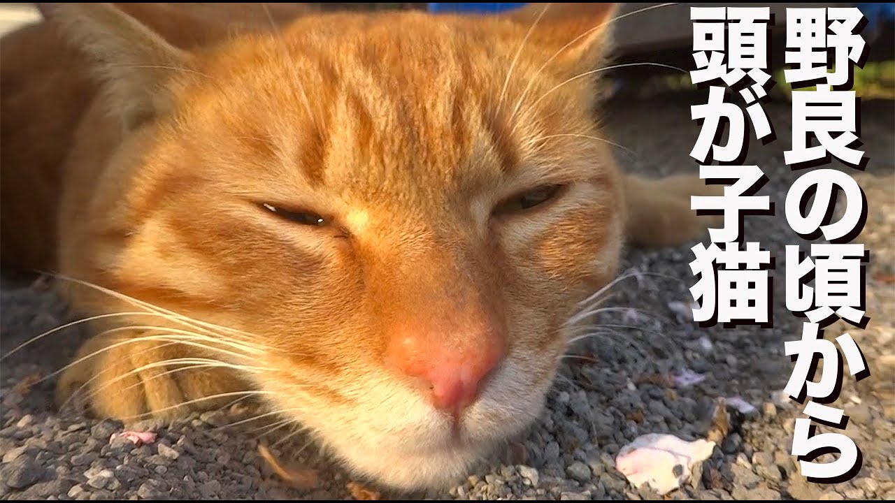 野良茶トラ3兄弟、揃って頭が子猫のまま成長する the kitten mind