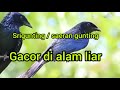 Srigunting krantil / saeran gunting gacor di alam liar