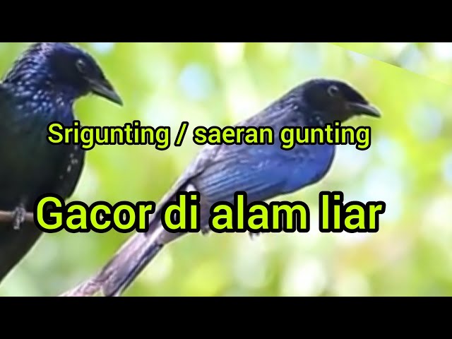 Srigunting krantil / saeran gunting gacor(,vidio akan dipindah ke channel(vlog dan kicau burung ) class=