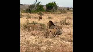Leopard surrounded by a lion pride  | whatsapp status | #shorts #lion #leopard
