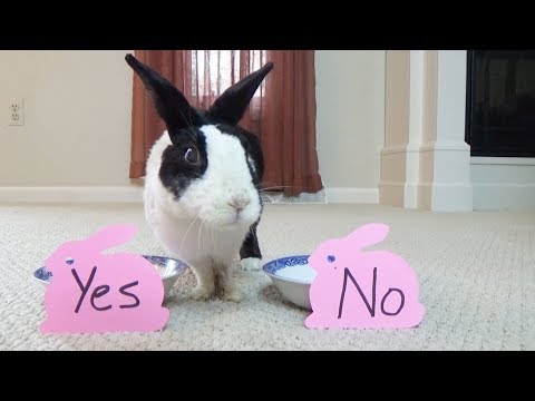 is-she-into-you?-rabbit-decides