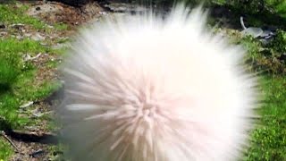 Slow motion explosion with swedish dynamite Resimi