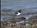 OSTRERO - AVES  DE ARGENTINA