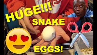 Another Split Clutch! Pied Ball Python Laid HUGE EGGS!