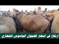 إرتفاع أسعار العجول الجاموس الصغيره عمر سنه Buffalo 