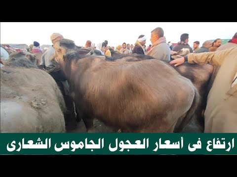 إرتفاع أسعار العجول الجاموس الصغيره عمر سنه Buffalo 
