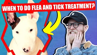 WHEN SHOULD I FLEA AND TICK MY BULL TERRIER PUPPY by Fenrir Bull Terrier Show 505 views 3 years ago 6 minutes, 33 seconds