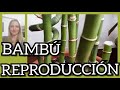 🎋BAMBÚ REPRODUCCIÓN en 4️⃣ CORTES❗️✔️LUCKY BAMBOO 🎍 .@VeronicaCampaniniPlantas