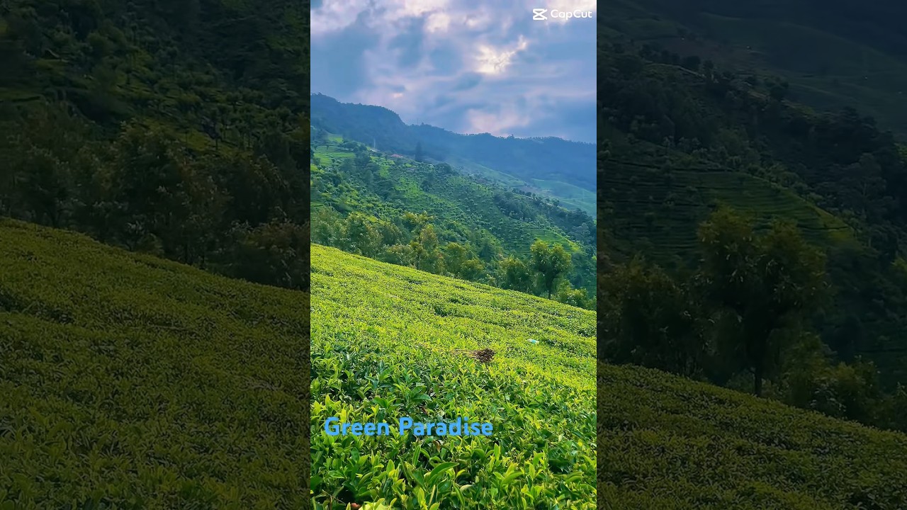 Discover GREEN Paradise on Mountain with Tea Tree! 