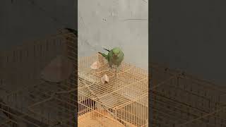 parrot ki real Awaaz Harnoor vlog😂😇😂😇🎵🎵🎵🎵 #cutebaby #talkinganimal