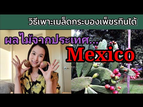 วีดีโอ: ทิวลิป Prickly Pear คืออะไร - วิธีปลูกต้นลูกแพร์หนามสีน้ำตาล