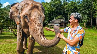 Living with ELEPHANTS in Thailand  is what it's like.