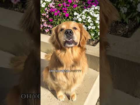 Dog Smiles For The Camera Dog Goldenretriever