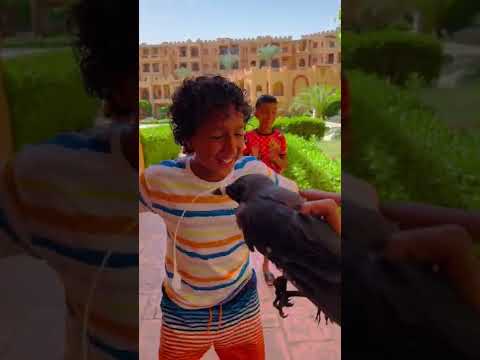 اي دا غورابه مصطفي ايهاب