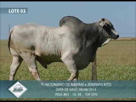 LOTE 03