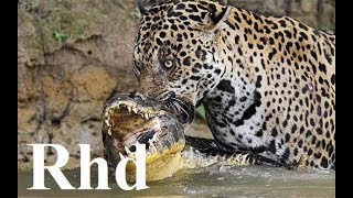 Jaguar vs caiman, rainforest pantanal in Brazil,  Nature 2018 HD Documentary. (1)