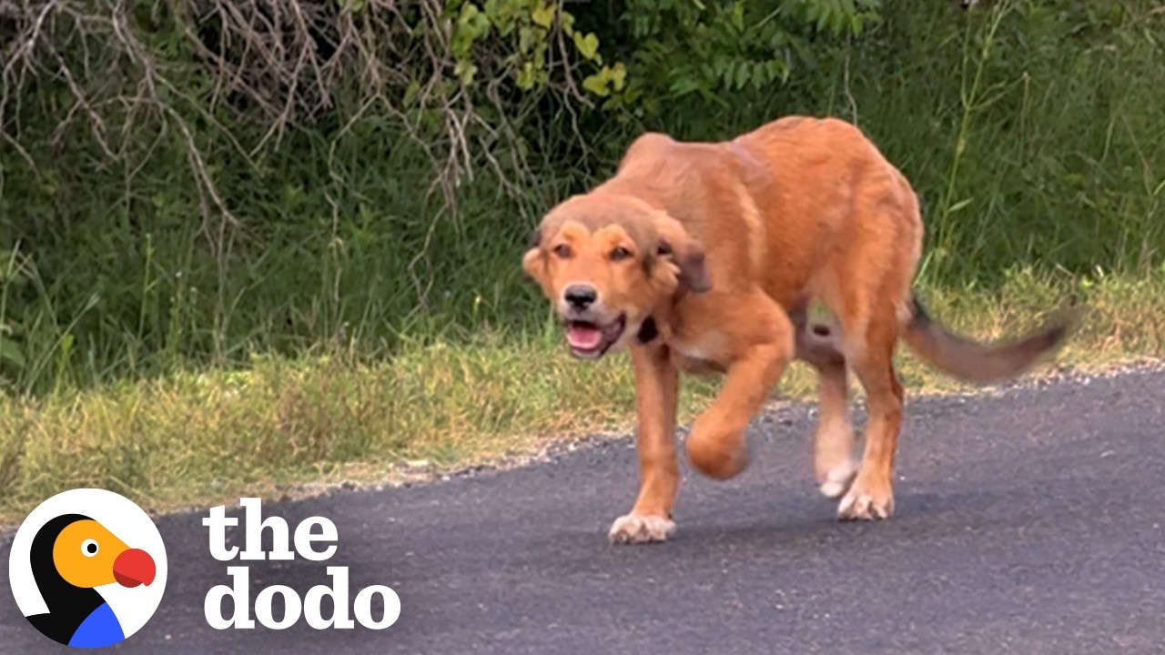 Щенок просит помощи у машин на обочине дороги | Додо