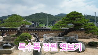 고즈넉함을 간직 하고있는 특수목 정원 / 4K드론 영상으로 엿보기 / 특수목 정원 소개 예고편/ 특수목판매