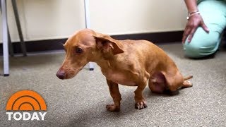 Andy The Dachshund Gets 2nd Chance At Life Thanks To 3D Printing | TODAY