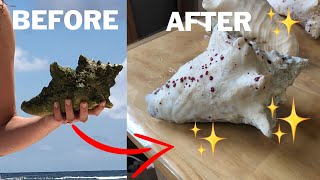 How do you clean seashells found on the beach ask? brooke will show a
method that and preserve shells for years to come. materials use...