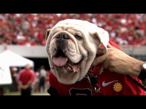 Quick Answer: What College Has A Bulldog Mascot? - Blog about ...