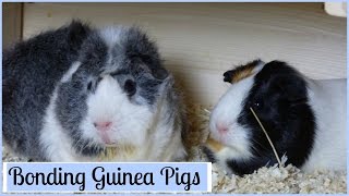 Bonding Guinea Pigs: How to Introduce Them