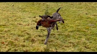 Retrieving with Cold Game - different species by Aytee GSPs 676 views 2 months ago 6 minutes, 17 seconds