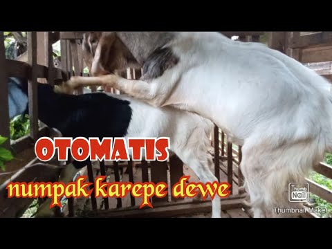 cara mudah agar kambing cepat berkembang biak 