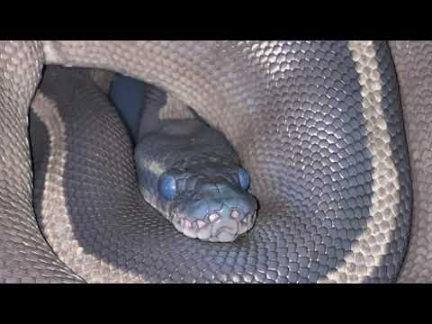 How long it takes my ball python to shed of its skin! 🐍🐍🐍