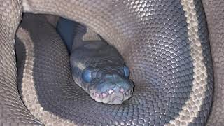 How long it takes my ball python to shed of its skin! 🐍🐍🐍 Profile