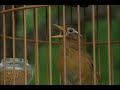 【寵物鳥】外來鳥入侵｜畫眉鳥的悲鳴 (我們的島 第305集 2005-05-16)