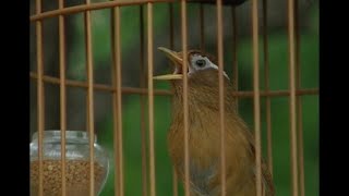 【寵物鳥】外來鳥入侵畫眉鳥的悲鳴 (我們的島 第305集 20050516)