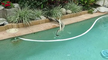 Two Pythons fighting in a pool - Noosa Heads, Qld, Australia - 27 Sept 2016 - Part 1