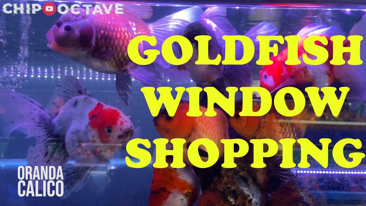 Jalan-Jalan Tengok Ikan Emas (Goldfish Window Shopping)