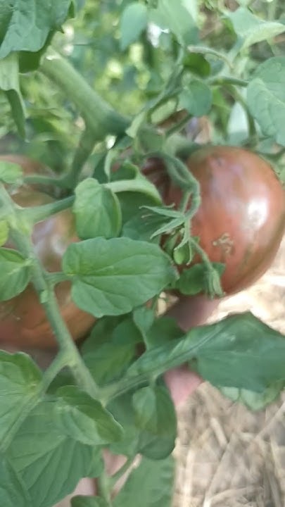 Томат "Амурский тигр розовый" - YouTube