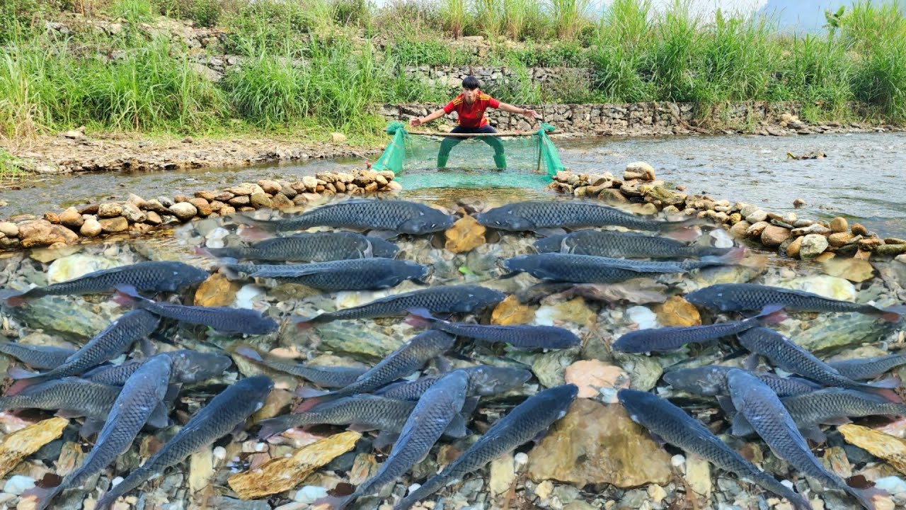 The boy arranged rocks in the stream to create a unique fish trap. And ...