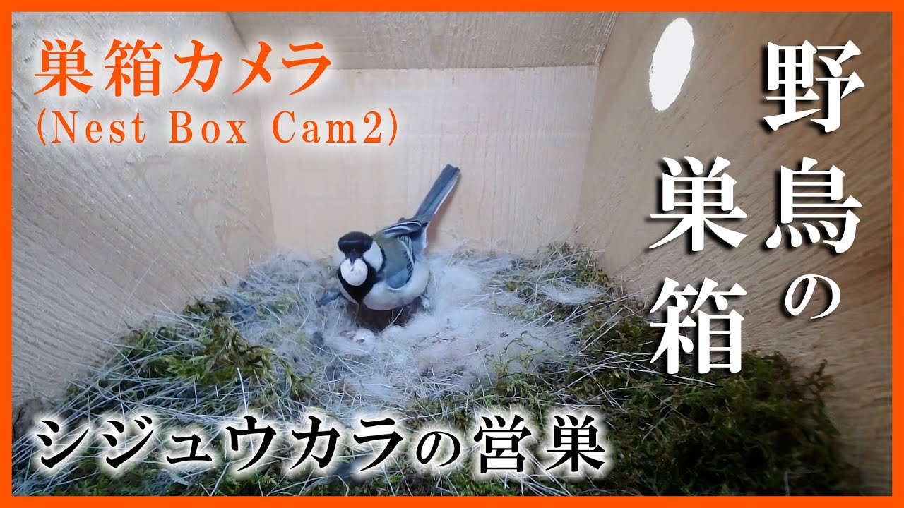 ★自由な愛★ リモージュボックス 鳥 母鳥 卵 ☆自由な愛☆ リモージュボックス 鳥 母鳥 卵 おすすめボックス