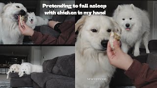 Pretending to fall asleep with chicken in my hand.