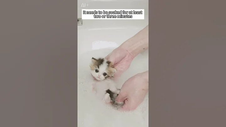 Watch the video about Super small kitten bath time #cat #catbath #cutecat