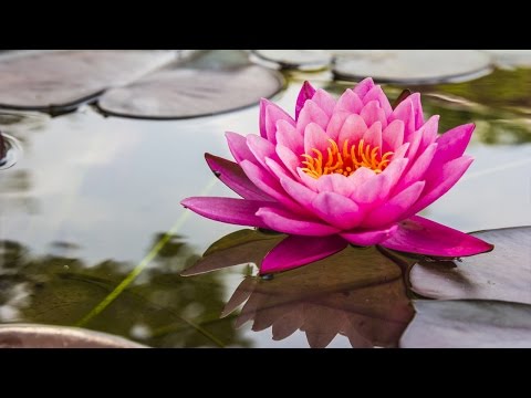 Zen Meditation Music, Relaxing Music, Music For Stress Relief, Soft Music, Background Music, ☯3018
